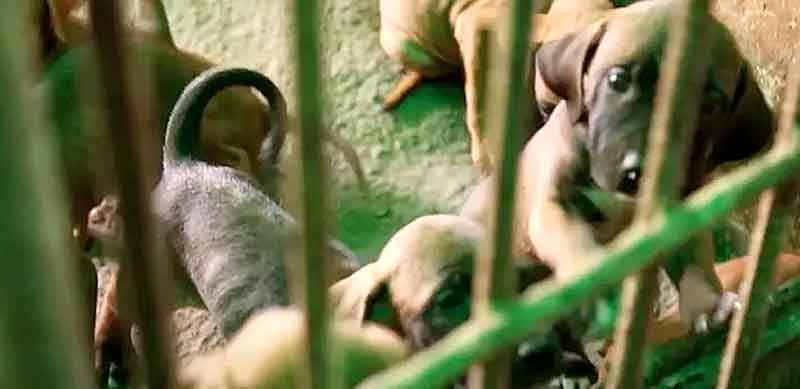 Coreia-do-Sul-divulga-plano-para-proibir-consumo-de-carne-de-cachorro