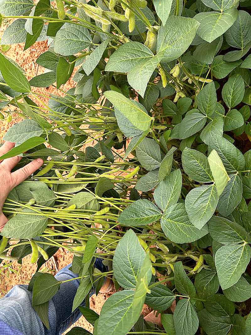 Adaf-alerta-agricultores-afetados-pela-estiagem-sobre-autorização-para-plantio-excepcional-da-soja