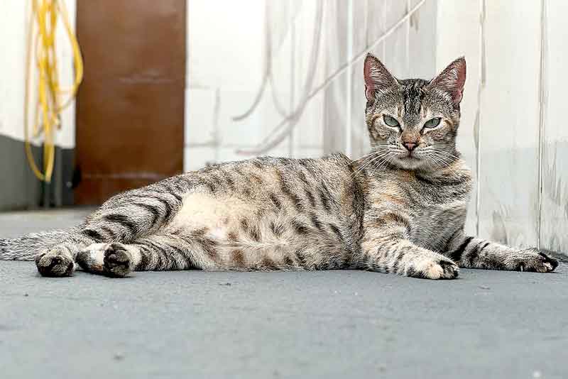 Gato