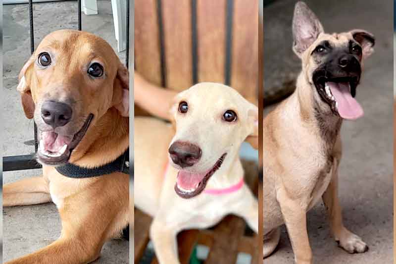 PETS-PARA-ADOAÇÃO