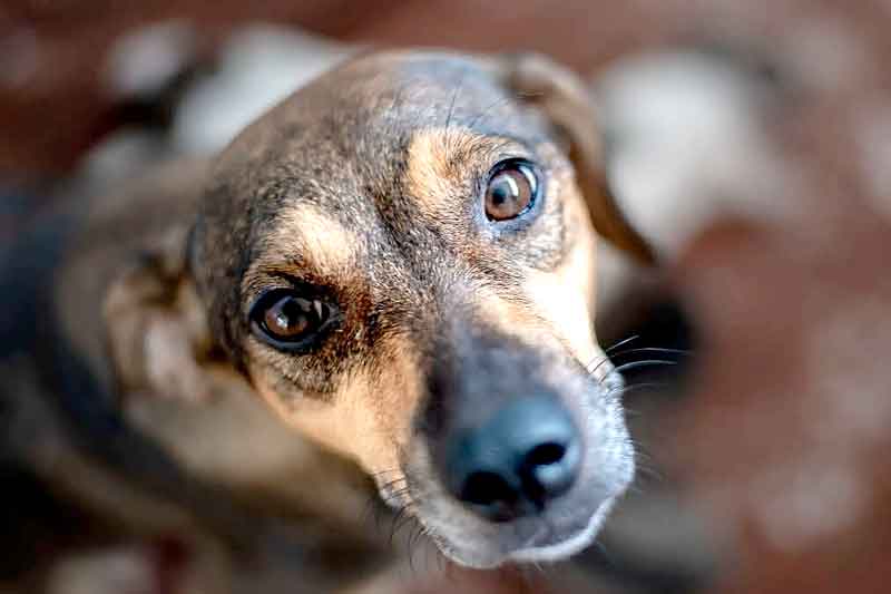 Governo-do-Estado-sanciona-Código-de-Direito-e-Bem-Estar-Animal-do-Amazonas