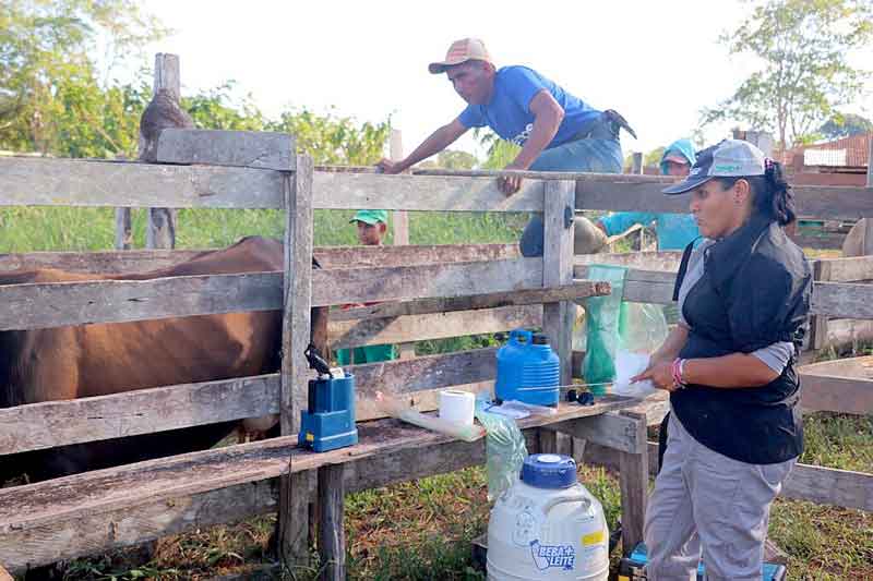 Idam-anuncia-inscrições-para-projeto-de-inseminação-de-bovinos-em-Itacoatiara