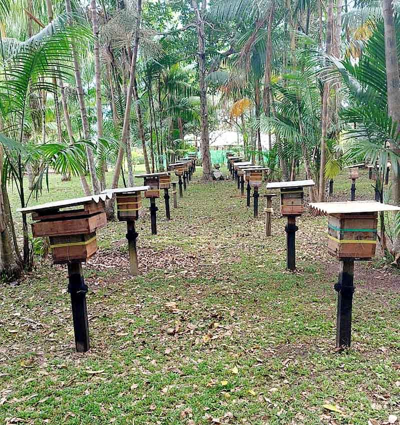 Meliponicultores-do-Amazonas-têm-até-2025-para-regularizarem-planteis