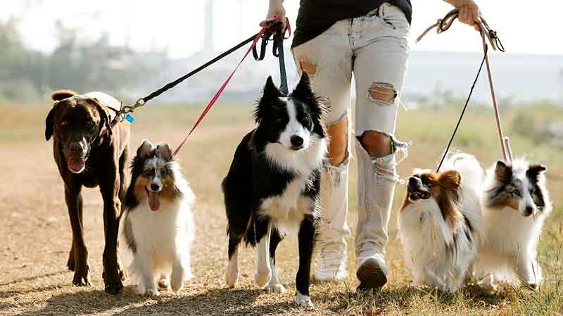 Na-Alemanha,-quase-não-há-cães-de-rua