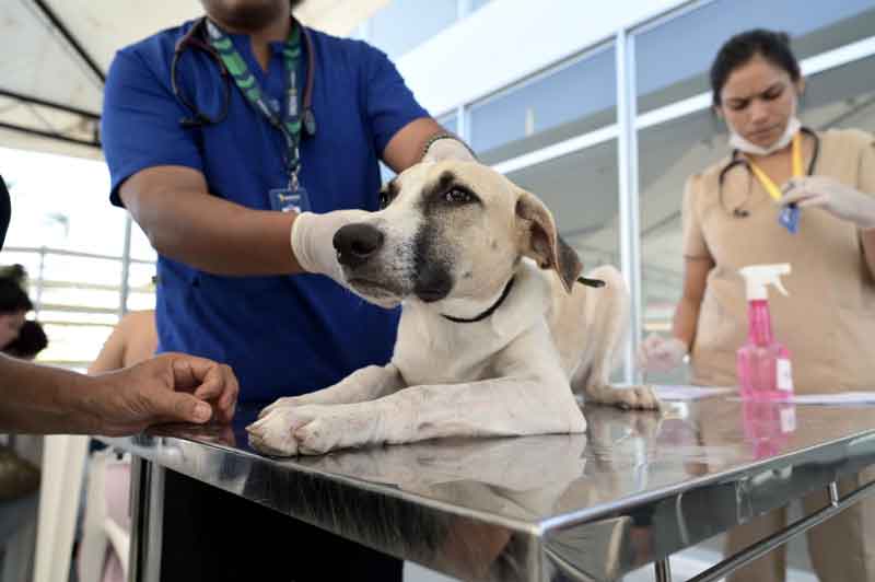 Projeto-Castramóvel-Joana-Darc-anuncia-agendamento-prévio-para-castrar-animais-em-Manaus