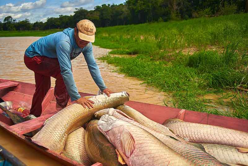 FAS-promove-primeira-feira-de-pirarucu-de-2024-com-venda-de-10-toneladas-do-pescado-em-Manaus