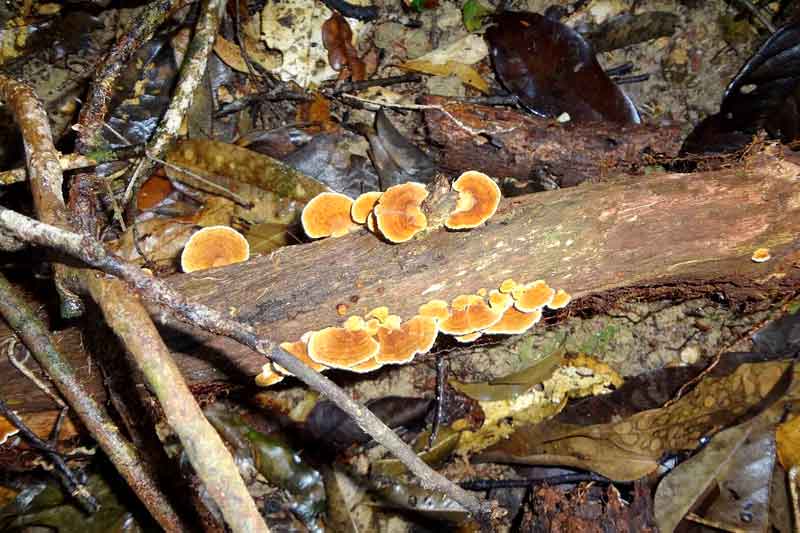 Pesquisa-apoiada-pelo-Governo-do-Amazonas-analisa-a-importância-e-os-impactos-do-manejo-florestal-sustentável