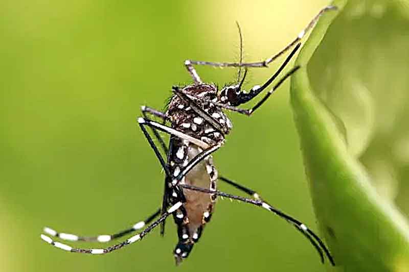 Brasil-ultrapassa-3-milhões-de-casos-prováveis-de-dengue