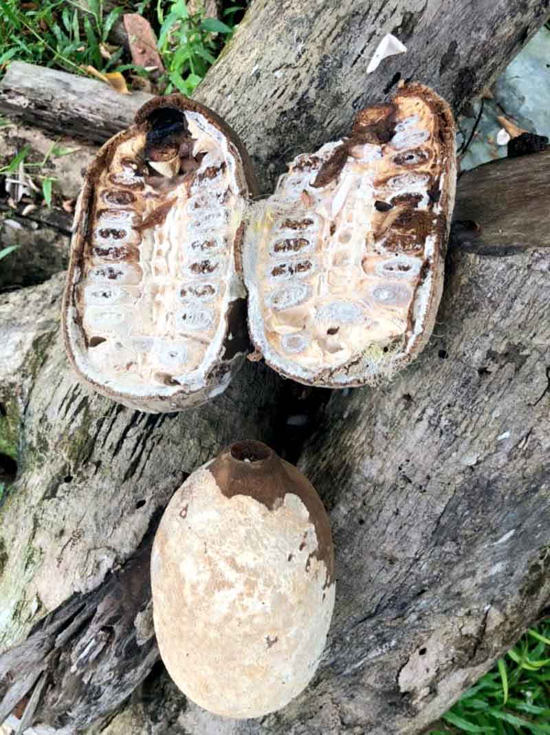 Idam-alerta-para-a-prevenção-e-combate-à-monilíase
