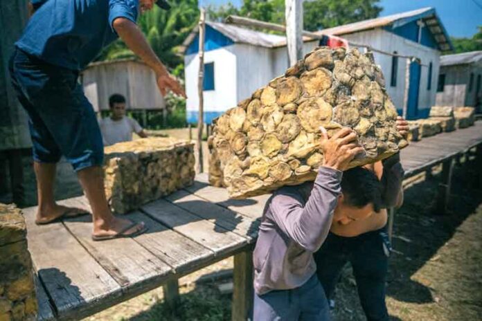 Rede-emissora-do-Cadastro-Nacional-da-Agricultura-Familiar-ganha-reforço-com-apoio-do-CNS