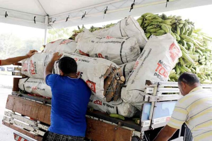 15-toneladas-de-alimentos-foram-compradas-da-agricultura-indígena-pelo-Programa-de-Aquisição-de-Alimentos