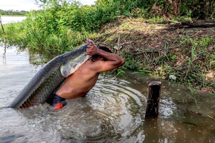 Filme-amazonense-que-teve-sua-estreia-no-Teatro-Amazonas-está-concorrendo-ao-Oscar-do-cinema-de-natureza
