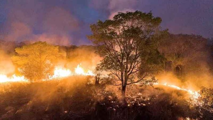 InfoAmazonia-registra-destruição-em-semana-de-fogo-intenso-em-Rondônia,-Amazonas-e-Mato-Grosso