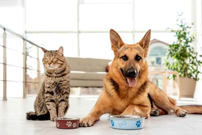 8-cuidados-ao-mudar-a-ração-do-cachorro-ou-do-gato