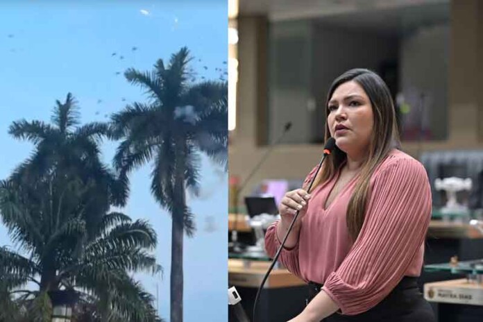 Deputada-Joana-Darc-denuncia-crime-ambiental-contra-aves-em-Itacoatiara