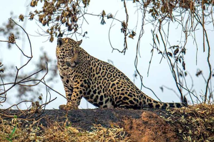 Milhares-de-animais-morrem-em-incêndios-florestais-no-Brasil