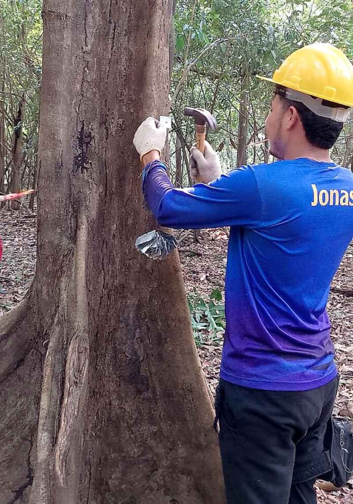 Na-RDS-Piagaçu-Purus,-Idam-e-Sema-identificam-espécies-madeireiras-para-manejo-em-pequena-escala
