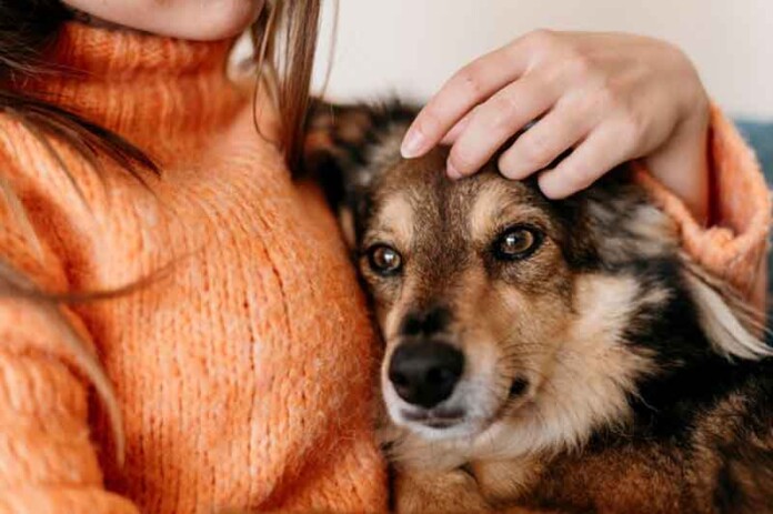 Pets-e-cura-como-os-animais-de-estimação-ajudam-no-tratamento-da-depressão