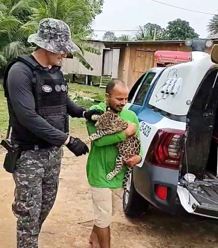Policiais-resgatam-um-filhote-de-onça-pintada-da-Base-Fluvial-Arpão,-em-Coari