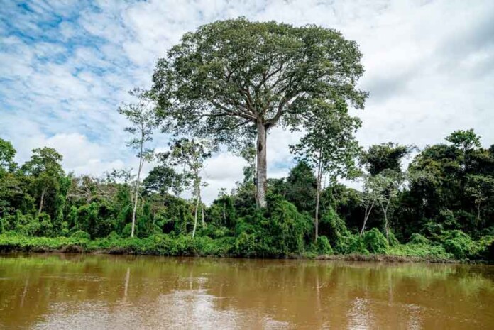 Sumaúma,-arvore-centenária