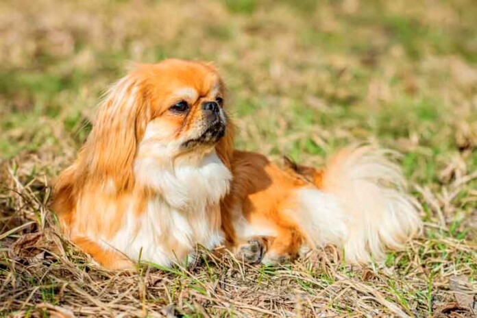 4-características-do-cachorro-da-raça-pequinês