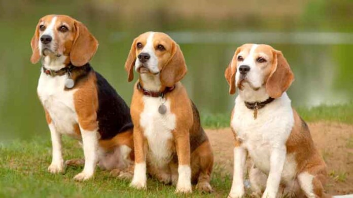 Cientistas-apontam-que-cães-estão-entrando-em-uma-nova-fase-de-evolução