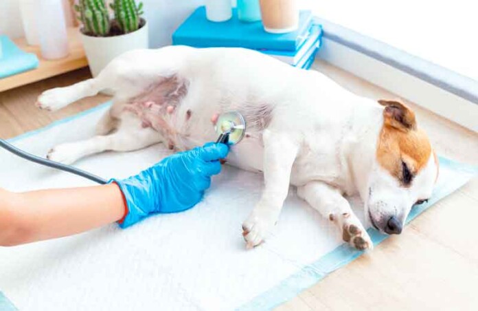 Outubro-Rosa-Pet-câncer-de-mama-em-animais-é-um-alerta-necessário