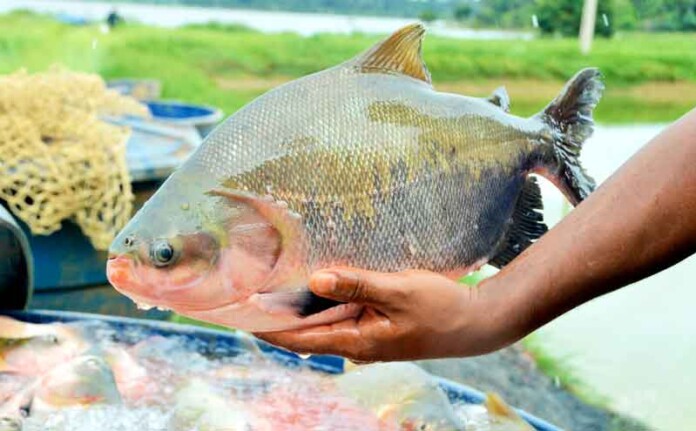 Tambaqui