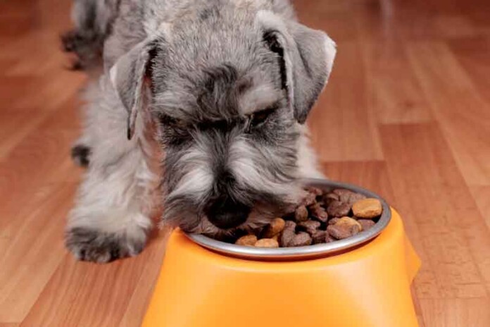 Veja-o-tipo-de-alimentação-adequada-para-cachorro-obeso
