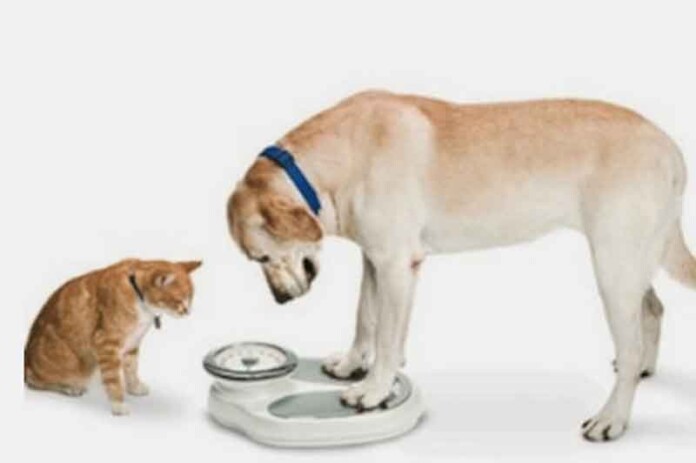 pets-e-balanca