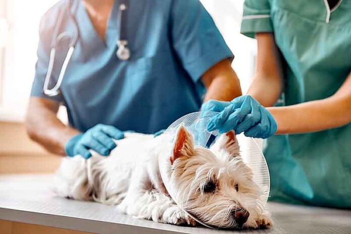 1ª-Semana-das-Ligas-Acadêmicas-de-Medicina-Veterinária-da-UNINORTE