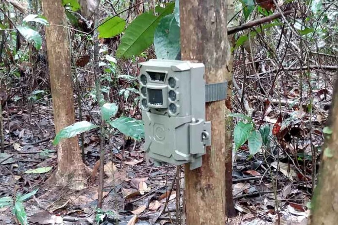 Estudo-examina-o-manejo-florestal-de-baixo-impacto-em-Itacoatiara