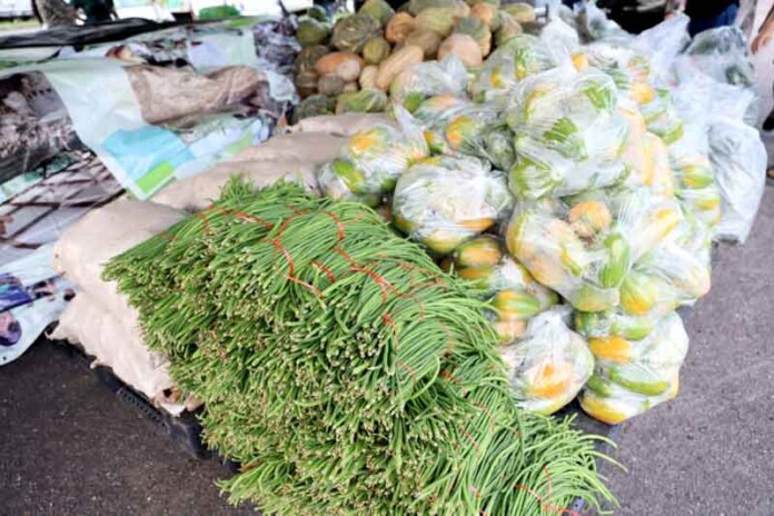 Sepror-distribui-15-toneladas-de-frutas-e-legumes-a-Instituições-Sociais
