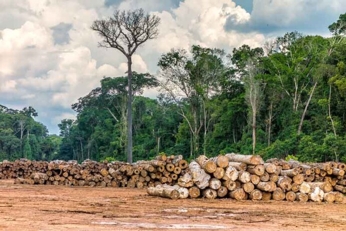 Três-terras-indígenas-que-lideram-a-exploração-madeireira-na-Amazônia-estão-na-área-de-influência-da-BR-319