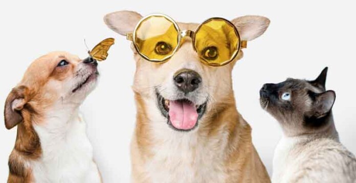 Veterinária-alerta-para-a-importância-da-prevenção-do-câncer-de-próstata-em-gatos-e-cachorros