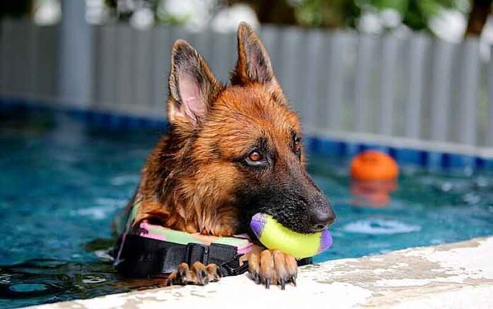 8-dicas-para-escolher-o-hotel-para-deixar-o-cachorro-nas-férias