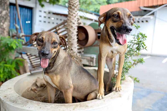 Campanha-Adote-um-Bom-Velhinho-busca-lares-para-11-cães-adultos-em-Manaus