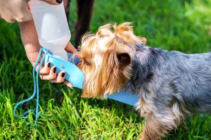 Especialista-Alerta-calor-pode-causar-problemas-graves-em-pets