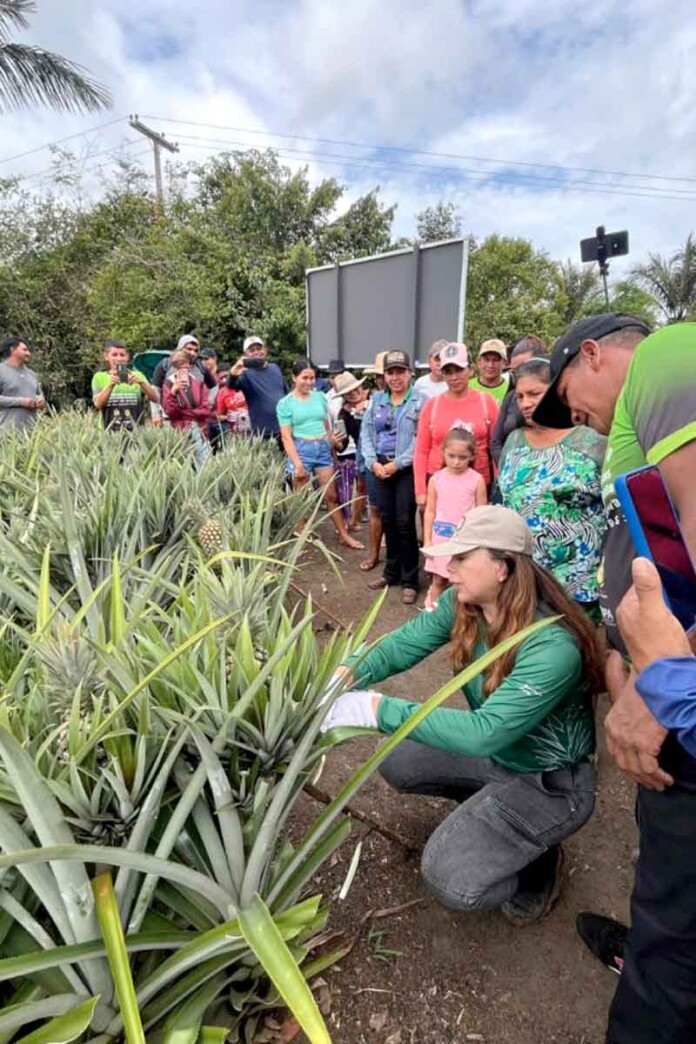Idam-capacita-agricultores-em-produção-de-abacaxi-em-Barreirinha