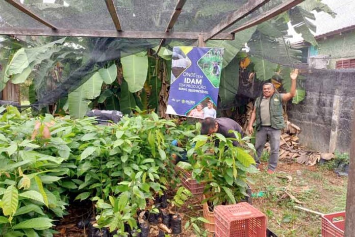 Idam-distribui-23-mil-mudas-de-cacau-e-castanha-do-brasil-em-Canutama-e-Borba
