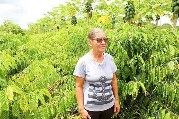 Iranduba-se-destaca-na-produção-de-café