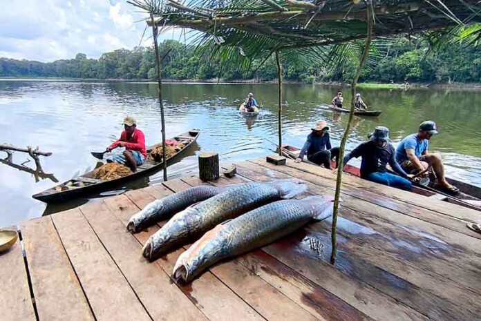 Pirarucu-Manejado-Pescadores-de-Tonantins-Alcançam-Marca-de-5-Toneladas