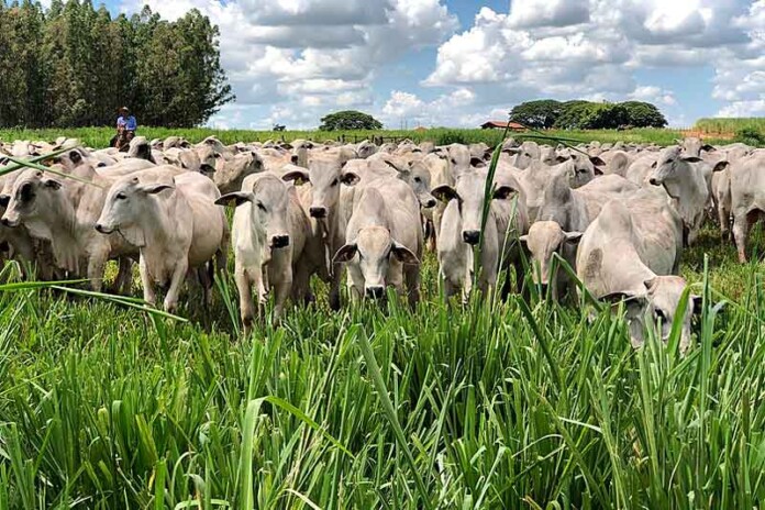 Em-apoio-ao-produtor-rural,-Sicoob-e-Embrapa-firmam-parceria-no-Programa-de-Boas-Práticas-Agropecuárias