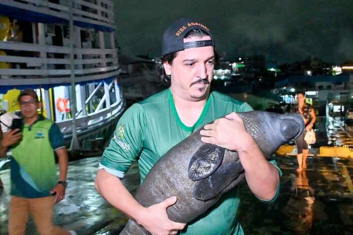 Filhote-de-peixe-boi-resgatado-em-Nova-Olinda-do-Norte-é-levado-para-reabilitação-no-Inpa