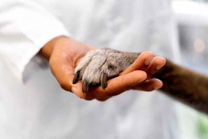 Abril-Laranja-a-luta-contra-os-maus-tratos-aos-animais-pets