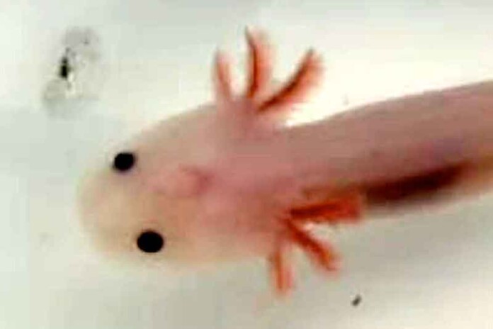 Axolotes-são-apreendidos-em-Manaus1