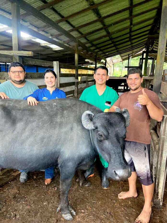 Em-Itacoatiara,-Idam-acompanha-início-das-atividades-do-Programa-Mais-Pecuária-Brasil