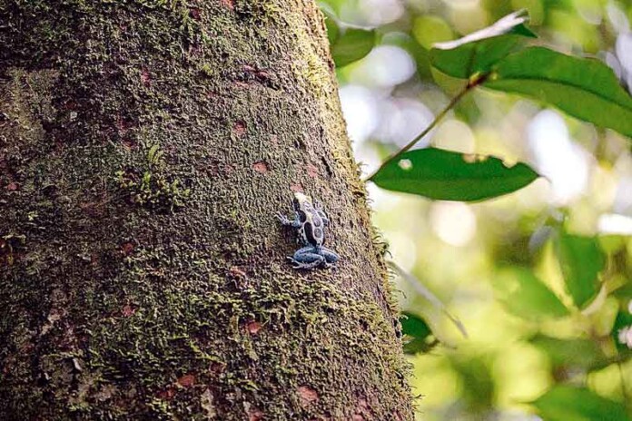 FAS-desmistifica-crenças-sobre-a-Amazônia-e-reforça-importância-da-floresta