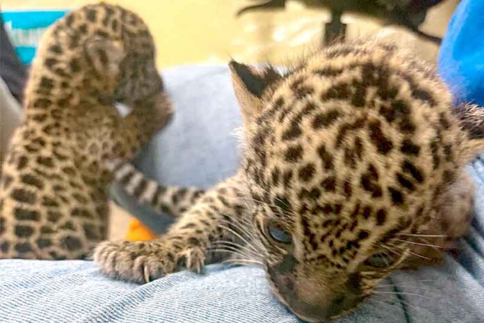 Filhotes-de-onça-pintada-são-resgatados-em-Manicoré-e-levados-para-Manaus