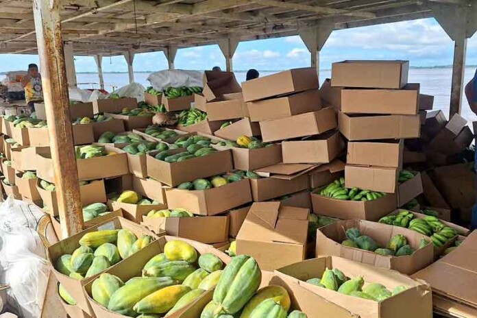 Investimento-de-R$-120-mil-garante-compra-de-alimentos-de-agricultores-em-Manacapuru